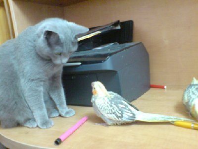 בתמונה, קוקוטיילית מדהימה ששיחקה עם טוש, רצתה לחלוק את המשחק עם זואי וממש הובילה את הטוש לכיוון שלה. זואי עדיין חוששת מהם ולכן התגובה הייתה לברוח מהשולחן.