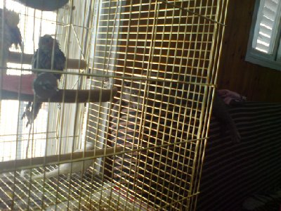 מצאו את הנמר.