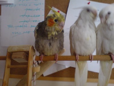 אין כמו הקישקוש הזה!!