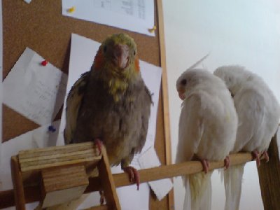 רוצה ציצי :-/