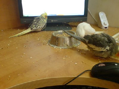 מה אתה דואג?!?!? אנחנו ננקה!!