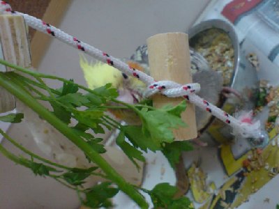 עשב עשב לח.. עשב עשב לח..