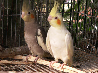 עם אחיו הבכור