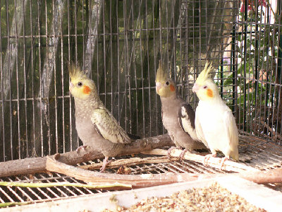 עם אחיו ועם הבן של השכנים