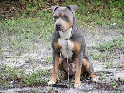 30399d1226254751-i-want-pitbull-but-i-live-soy.jpg