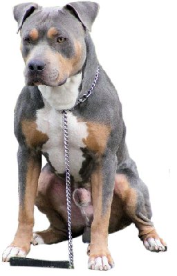 30399d1226254751-i-want-pitbull-but-i-live-soy copy.jpg