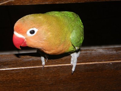 על השולן בדירה