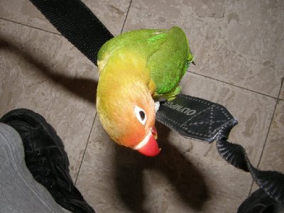 נד-נד על המצלמה שלי