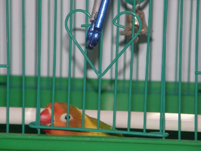 מיגל מנסה לפתוח את הכלוב הנעול