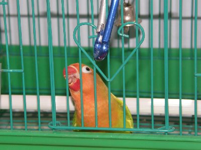 מנסה שוב ושוב