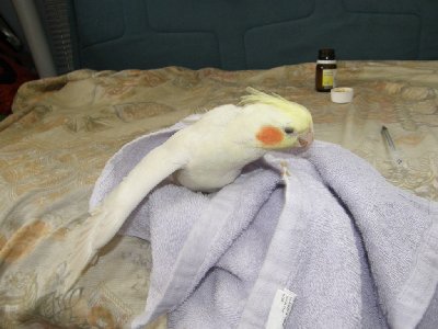 מחלצת את עצמה מהמגבת אחרי התרופה