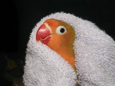 מיגל שנייה לפני קבלת התרופה