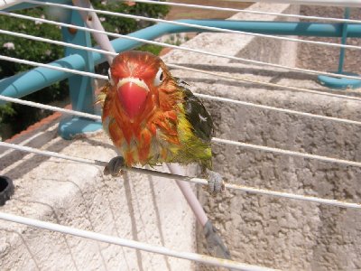 מתייבש בשמש