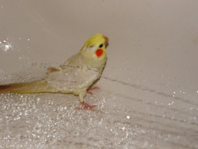 ברוש מתרחצת :)