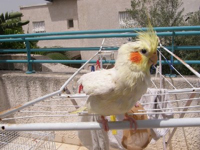 מתייבשת בשמש