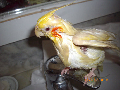 אייס מתקלחת