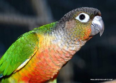 גרין צ'יק ילו סיידד.jpg