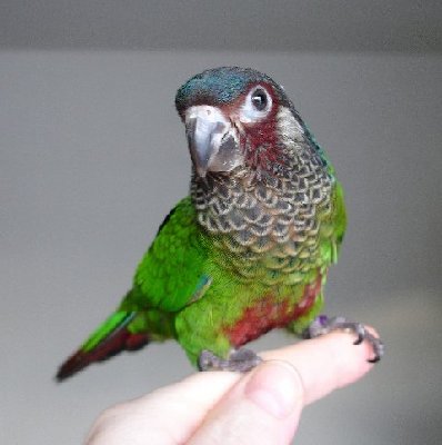 paintes conure.jpg