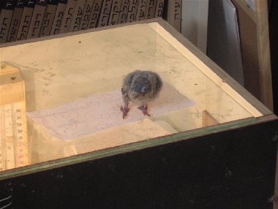 IMG_0031 (Large).JPG