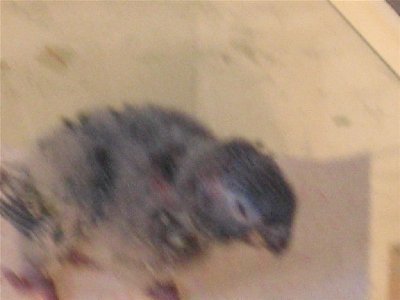 IMG_0032 (Large).JPG