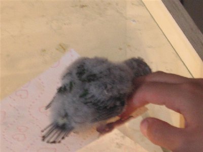 IMG_0033 (Large).JPG