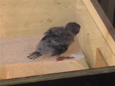 IMG_0034 (Large).JPG