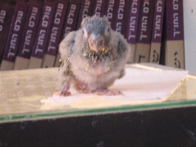 IMG_0035 (Large).JPG