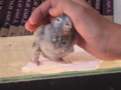 IMG_0036 (Large).JPG