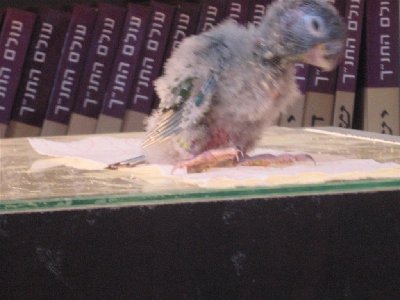 IMG_0037 (Large).JPG