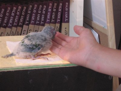 IMG_0038 (Large).JPG