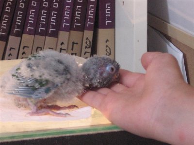 IMG_0039 (Large).JPG