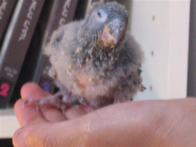 IMG_0040 (Large).JPG