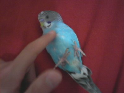 זה התוכון שלי קוקו שלימדתי אותו לשקב על הגב... איזה חמוד אה?