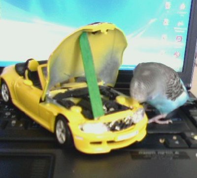 עוד תמונה של קוקו...