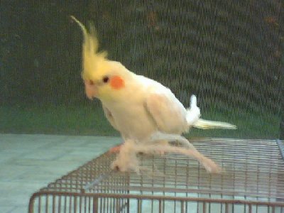 וזאתי קוקי החמודה שלי!!!!