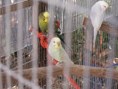 סבתא רבא ובעלה הנוכחי (הירוק זה הבעל למי שלא מזהה)