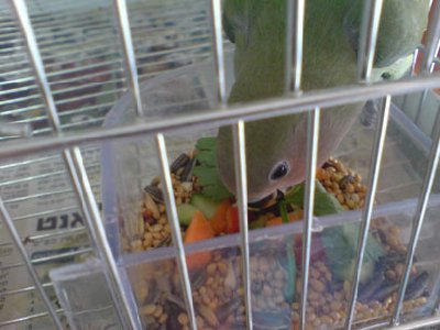 פיץ' מנשנש גזר.. הילד כבר אכל בתוך האומנת.. נראה לי הוא לא יכול לחכות לבעלים החדשים שלו כבר! ;-)