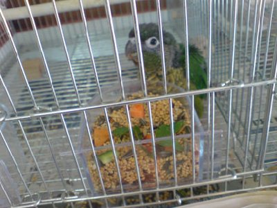 גם צ'יק אוהב מאד גזר ומסתפק בו עד שיגיעו הכופתיות.