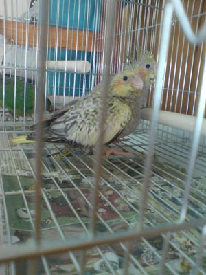 אמרו לנו שיש בריכה בפנטאוז, זאת פשוט חוצפה!!