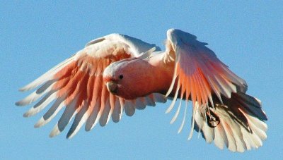 20081018_18421215768_מייגור מיטשל.jpg