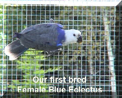 female%20blue%20eclectus.jpg
