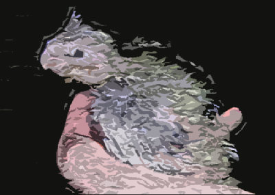 Copy of גוזל קוקטייל.jpg