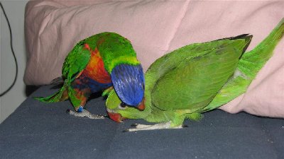 pic 5394 (Large).jpg