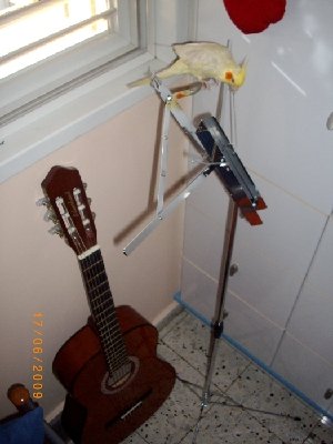 אייס המוזיקאית