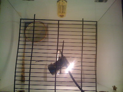 זה האומנת ומה שיש בתוכה <br /><br />מנורה של 40 W חבילת נסורת ומעלייה ניירות ומד טמפרטורה <br /><br />שהדלקתי את המנורה וחיכיתי כמה דקות זה הגיע לחום של 31 C <br /><br />זה מספיק לגוזלים בני 3 שבוועות.?