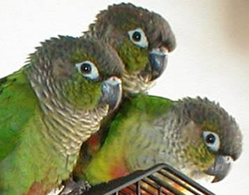 green_cheeked_conure.jpg
