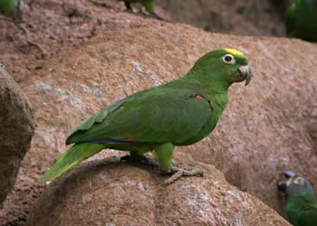 צהובת כתר.jpg