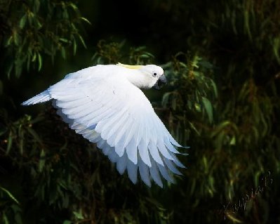 2009619_2031229118_צהוב ציצית.jpg