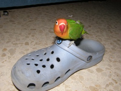 חסר לך אם את נוגעת לי בקרוקס!