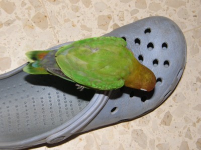 נהיה צבעוני הקטנצ'יק...